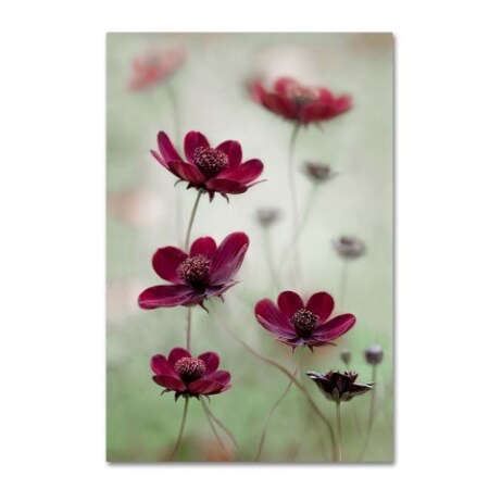 Trademark Fine Art Mandy Disher 'Cosmos Sway' Canvas Art, 30x47 1X04042-C3047GG